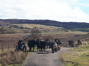 Beware the occasional Highland traffic jam